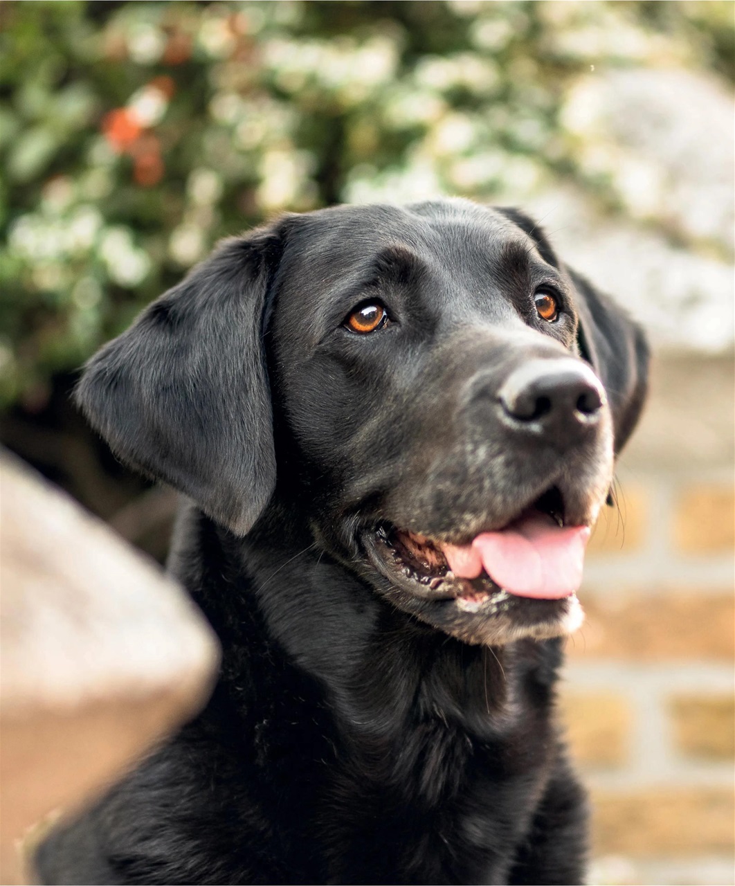 Gundog Journal Preview Pages