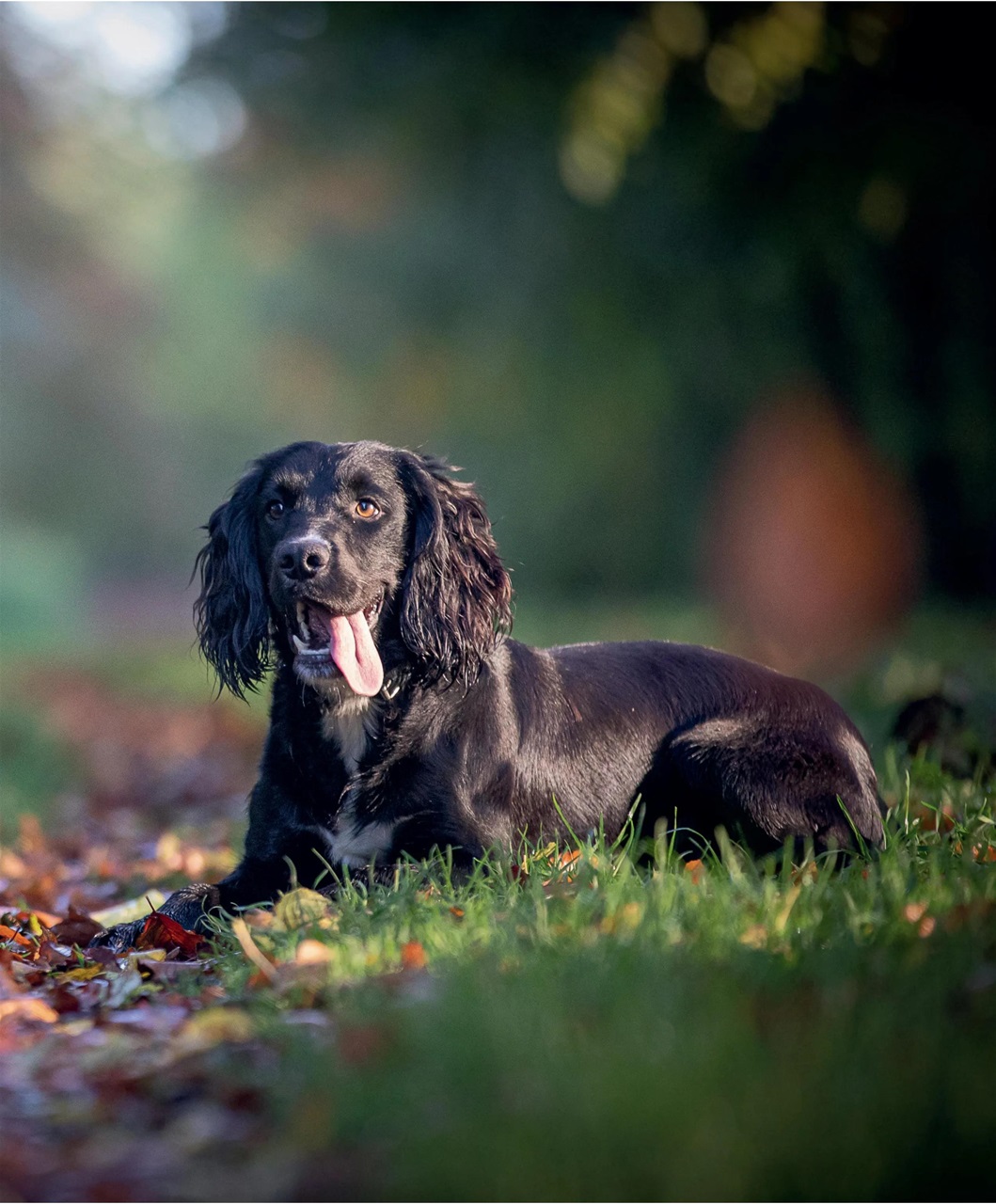 Gundog Journal Preview Pages