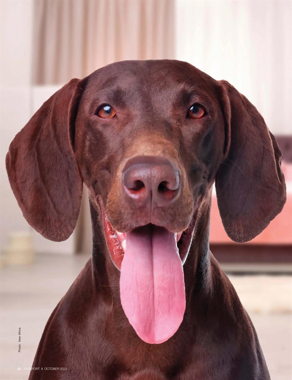 Passport Preview Pages