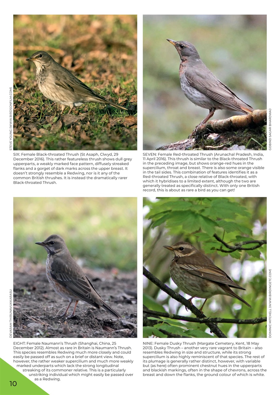 Birdwatch Magazine Preview Pages