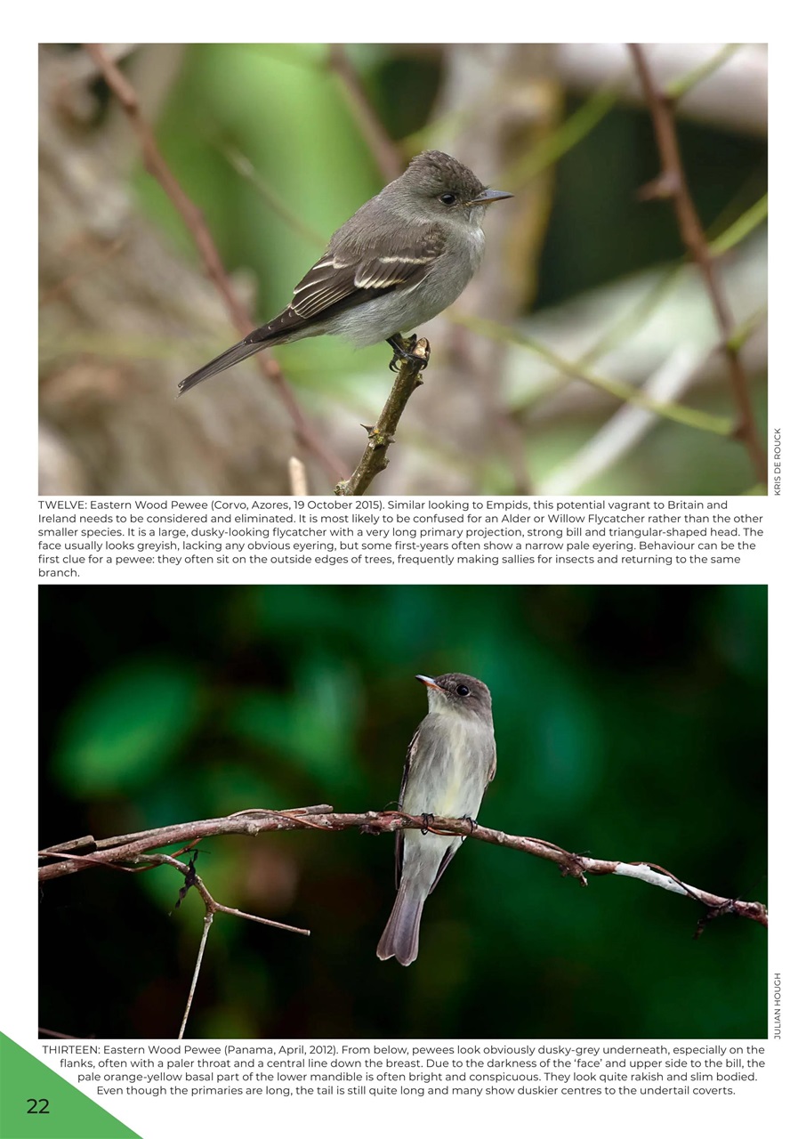 Birdwatch Magazine Preview Pages