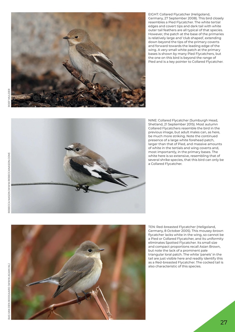 Birdwatch Magazine Preview Pages