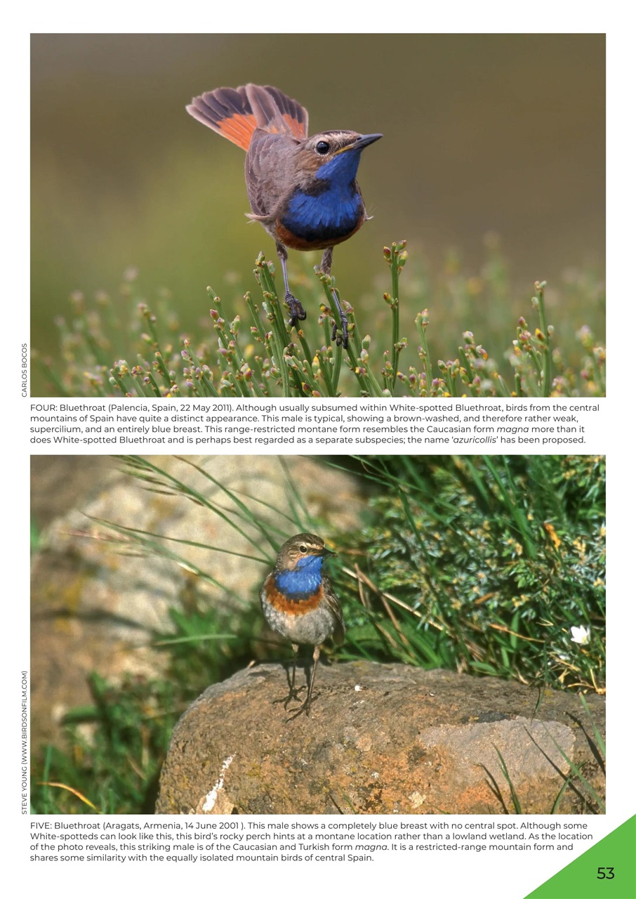 Birdwatch Magazine Preview Pages