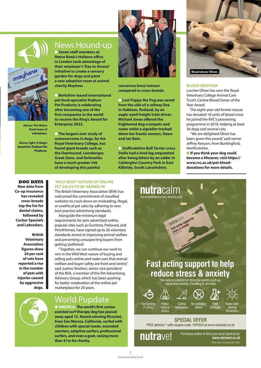 Your Dog Preview Pages