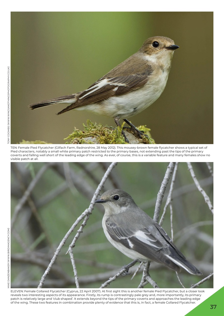 Bird ID Photo Guides Preview Pages
