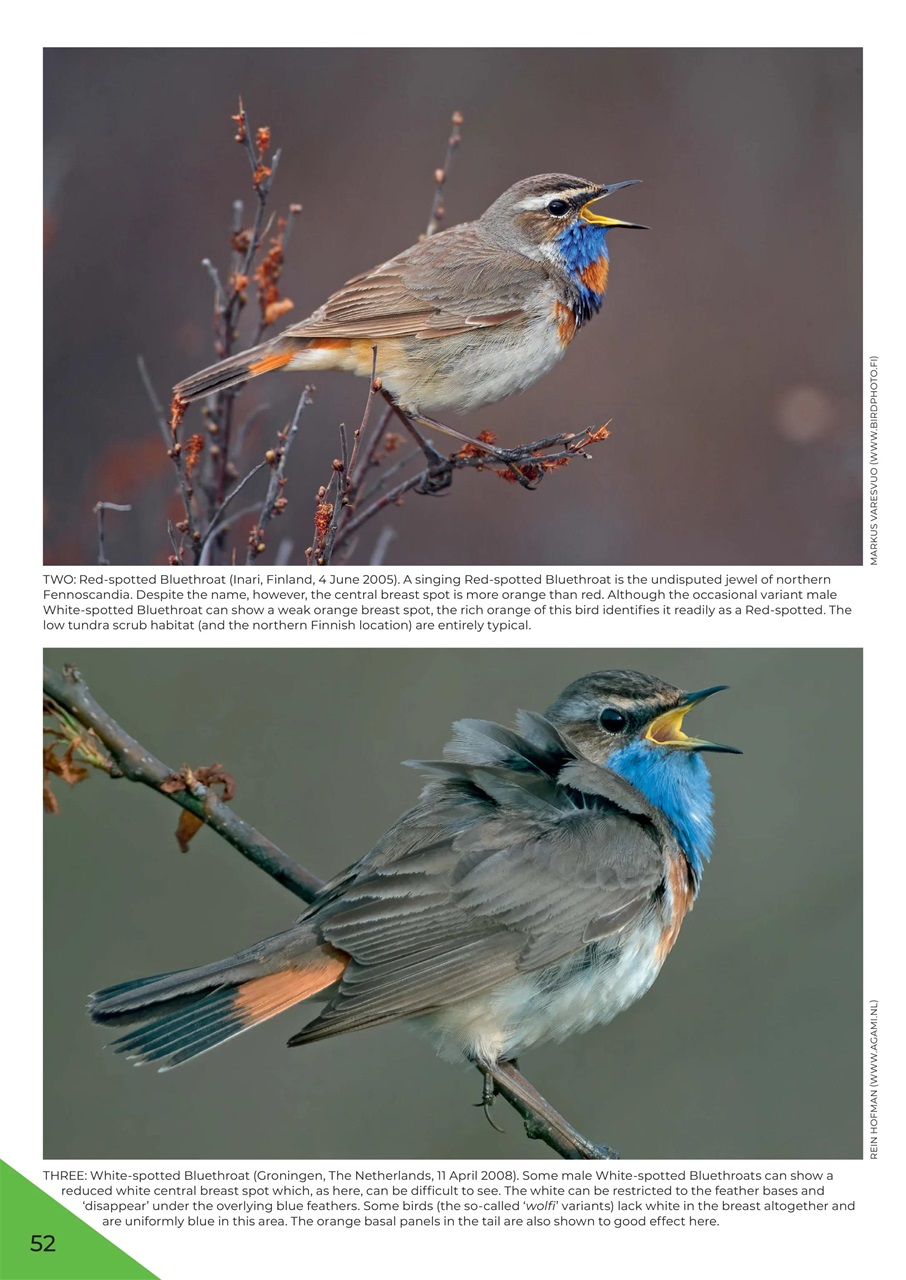 Bird ID Photo Guides Preview Pages