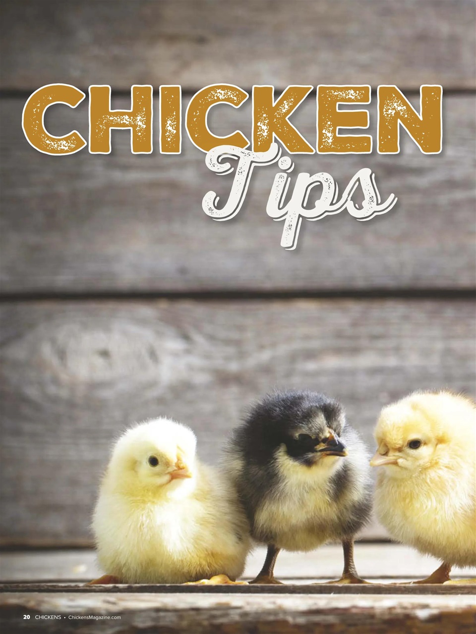 Chickens Magazine Preview Pages