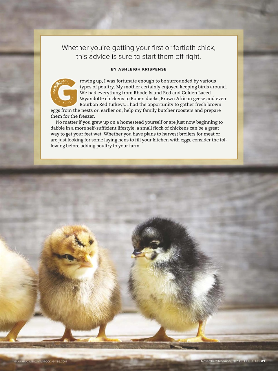 Chickens Magazine Preview Pages