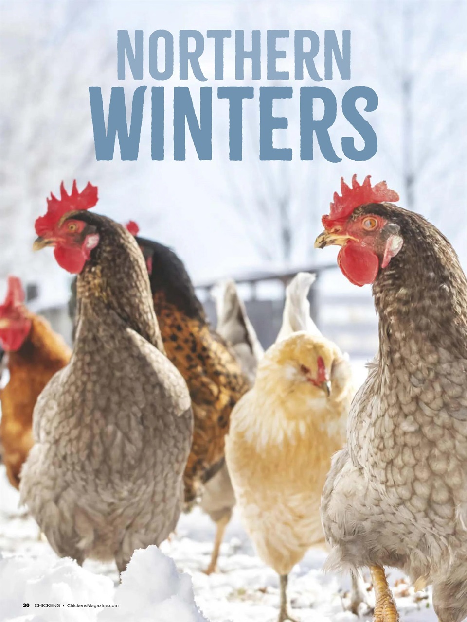 Chickens Magazine Preview Pages