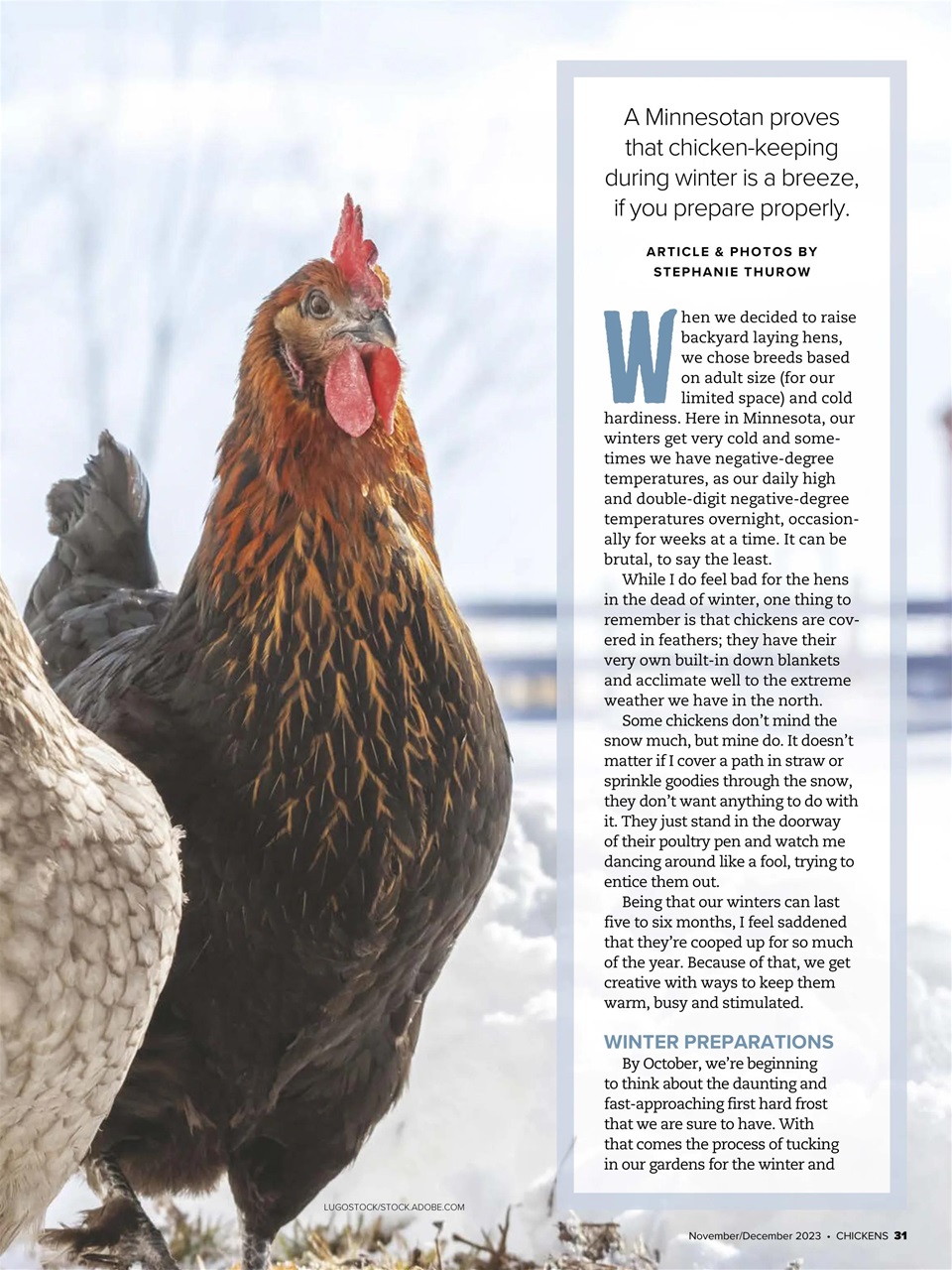 Chickens Magazine Preview Pages