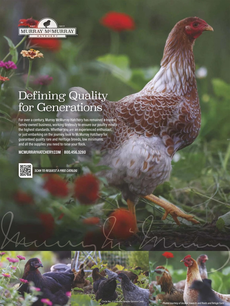 Chickens Magazine Preview Pages
