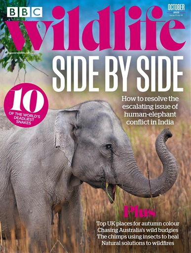 BBC Wildlife Magazine issue 