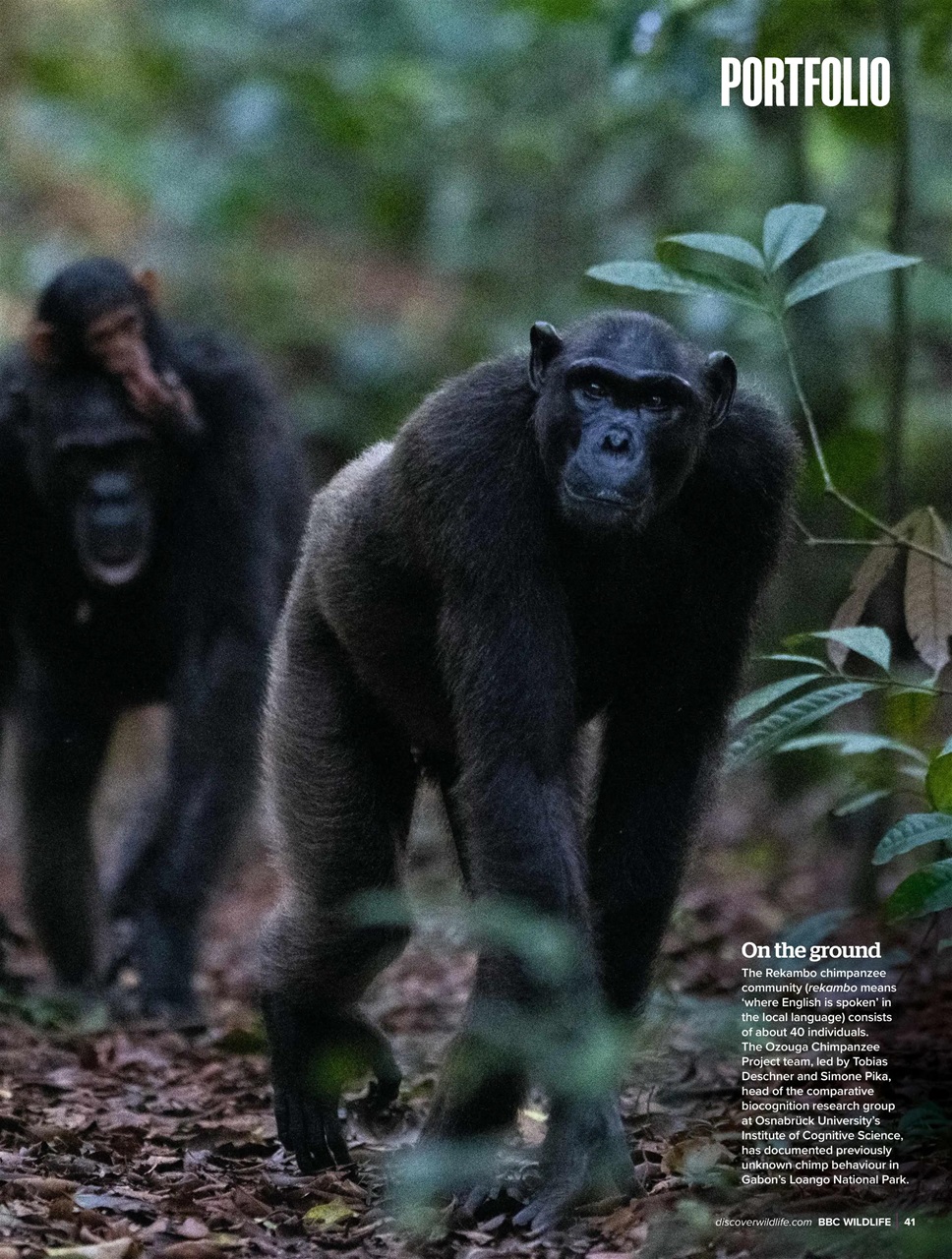 BBC Wildlife Magazine Preview Pages