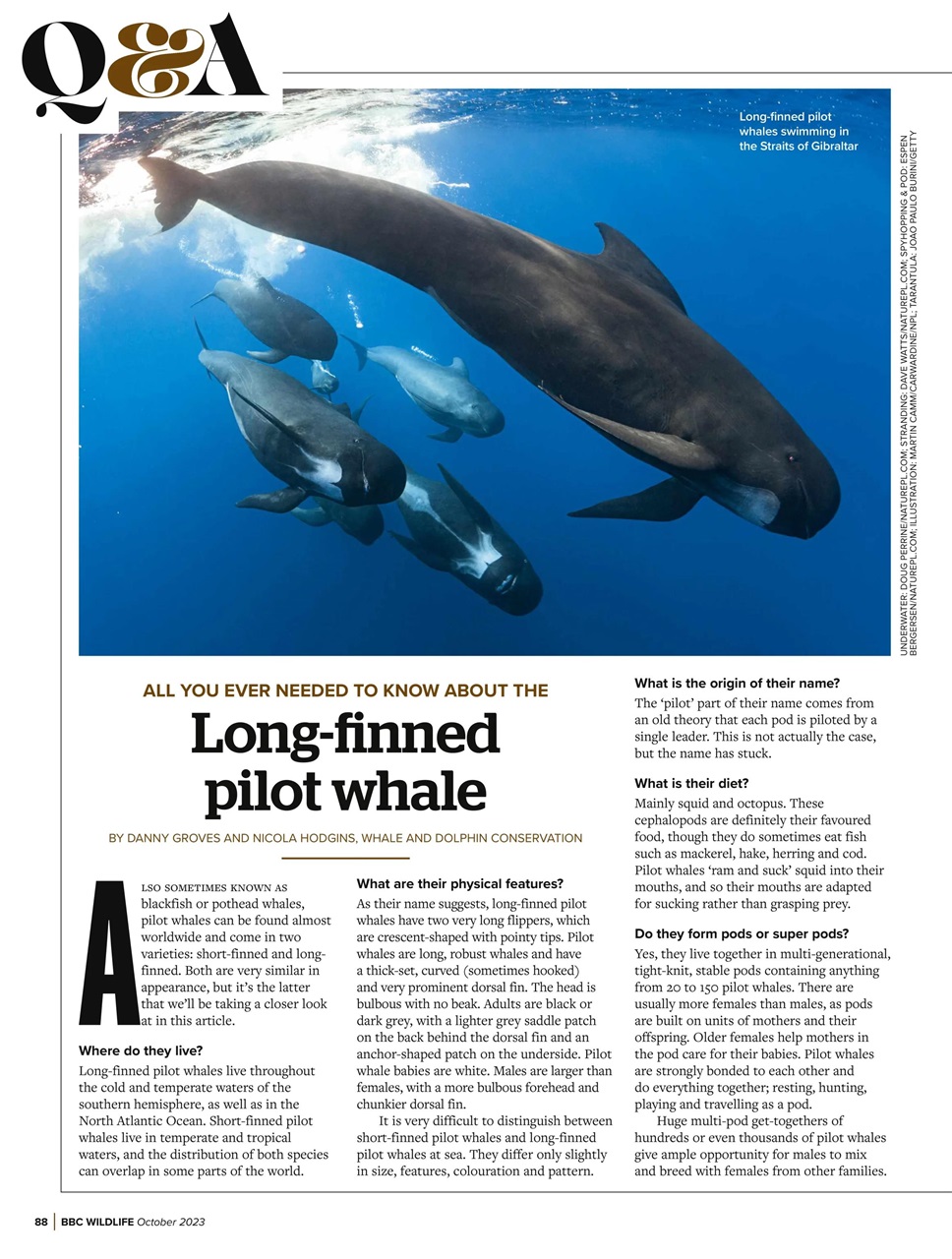 BBC Wildlife Magazine Preview Pages