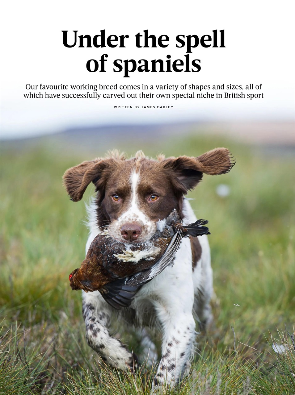 The Field Preview Pages