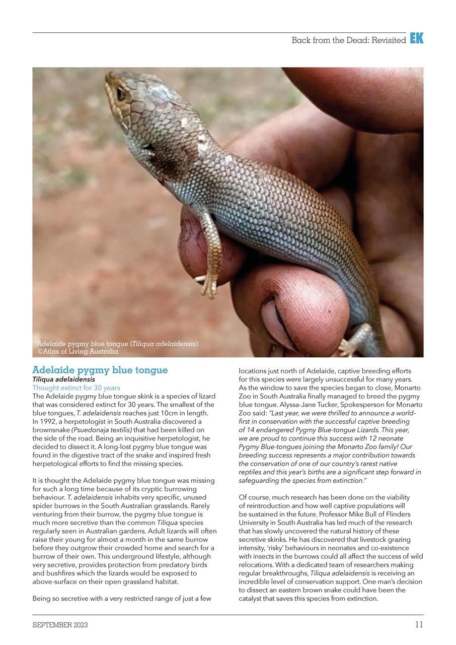 Exotics Keeper Preview Pages