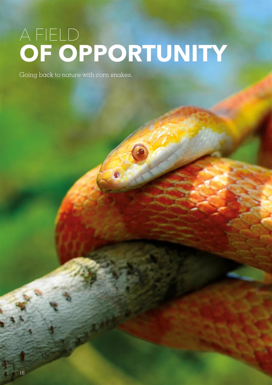 Exotics Keeper Preview Pages