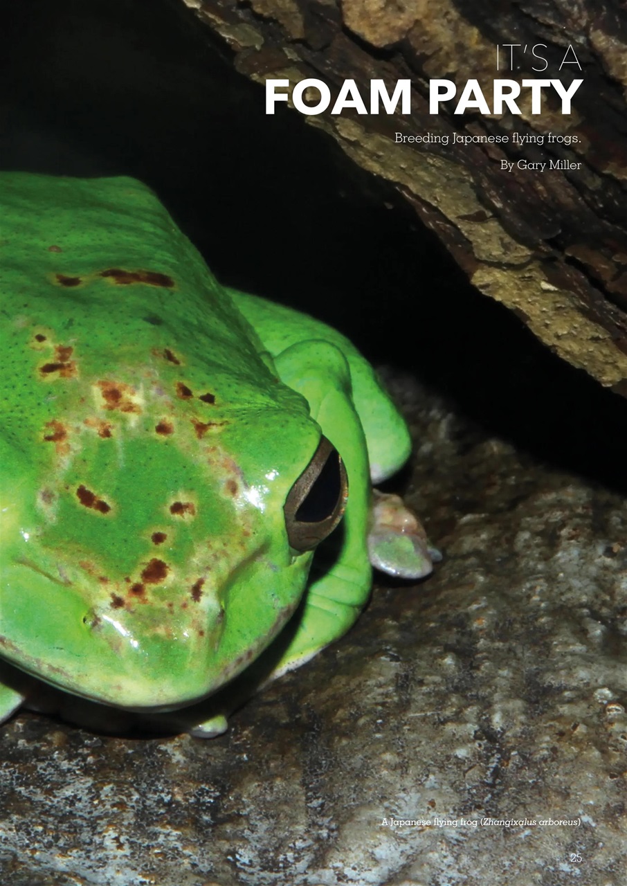 Exotics Keeper Preview Pages