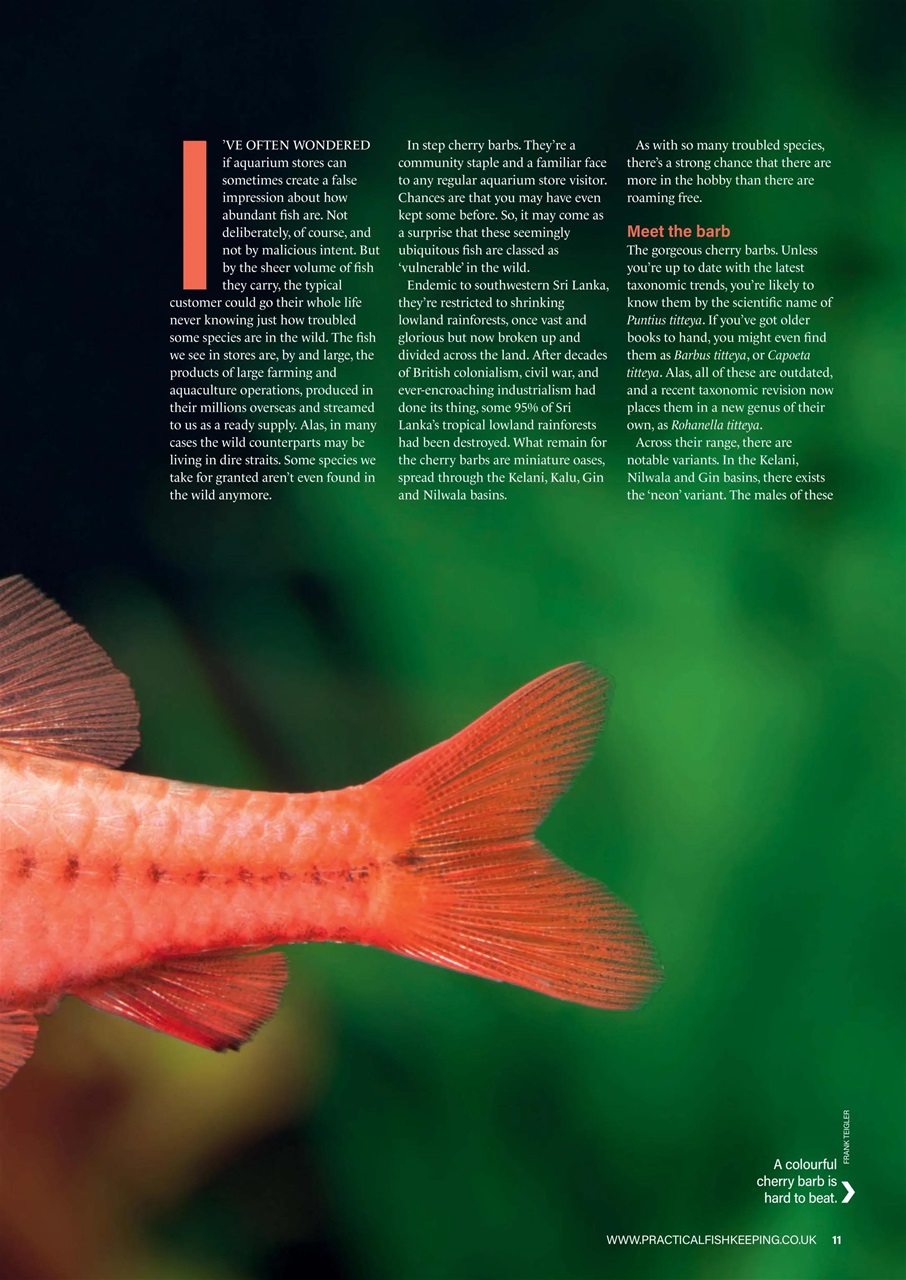 Practical Fishkeeping Preview Pages
