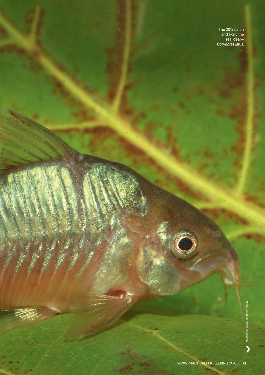 Practical Fishkeeping Preview Pages