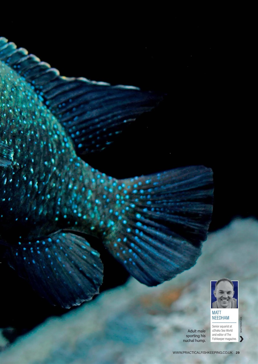 Practical Fishkeeping Preview Pages