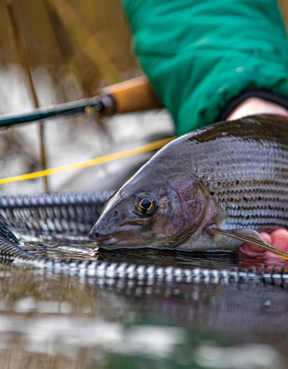 Trout & Salmon Preview Pages