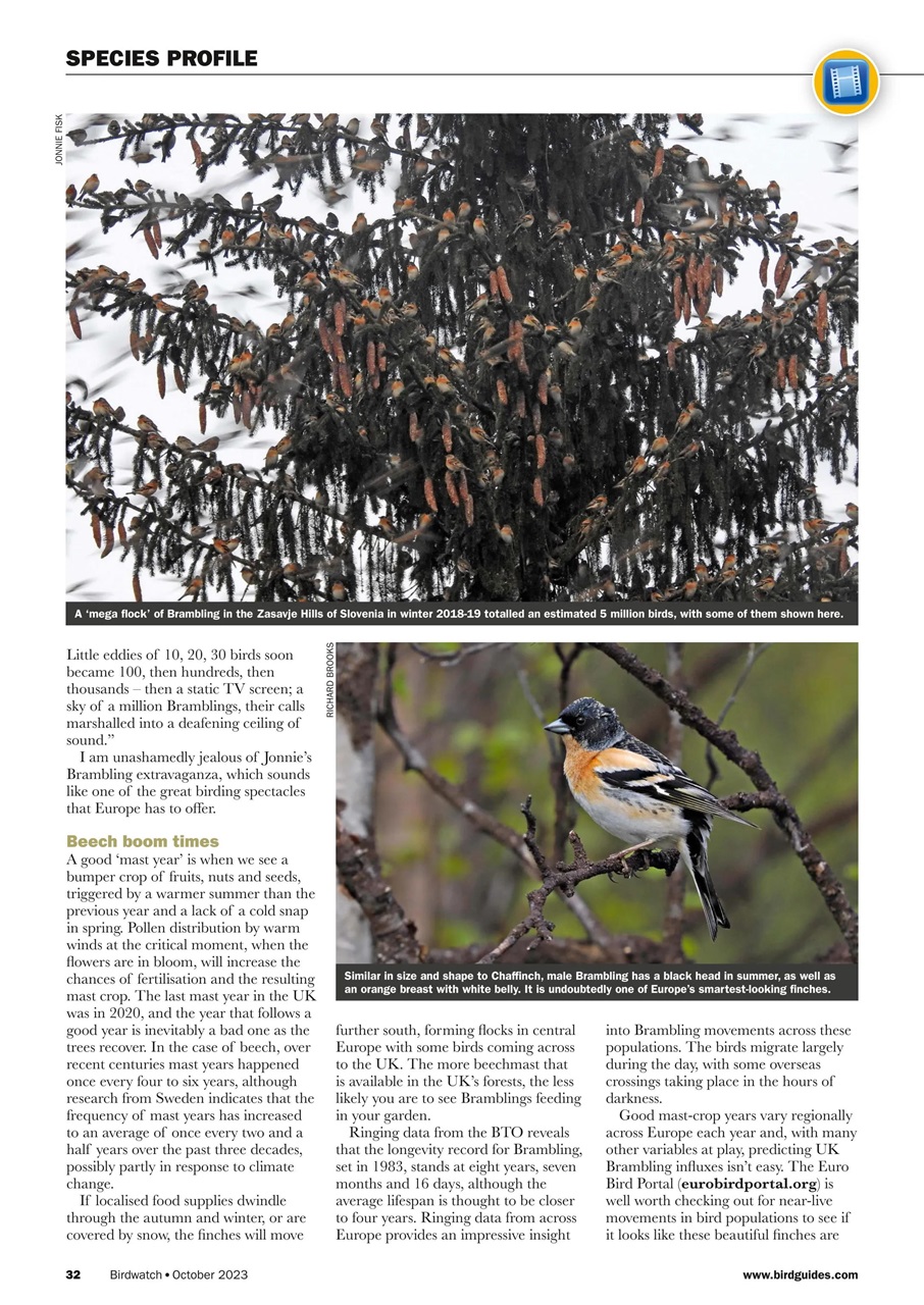 Birdwatch Magazine Preview Pages