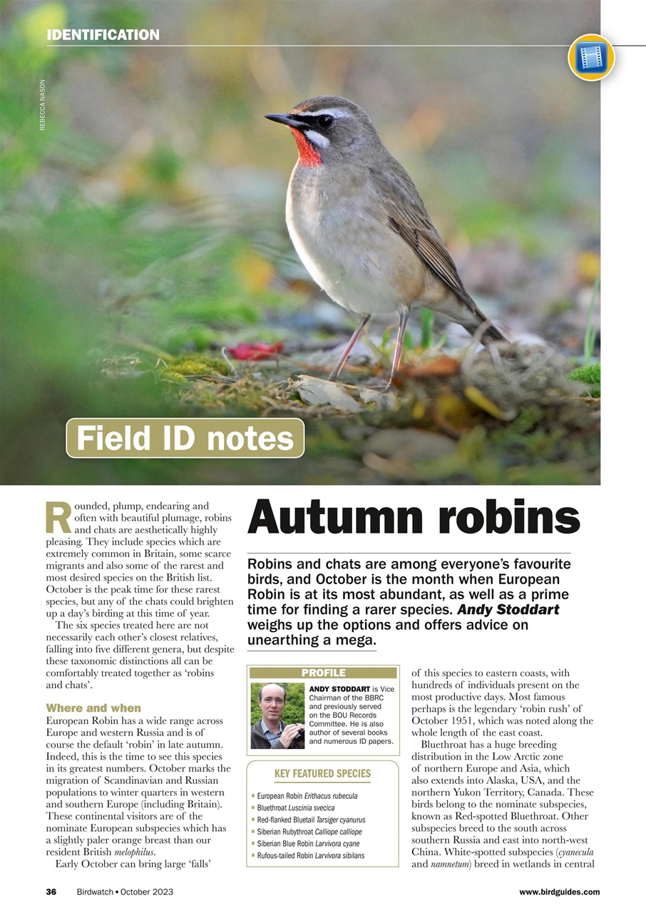 Birdwatch Magazine Preview Pages