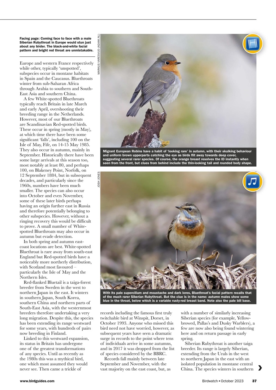 Birdwatch Magazine Preview Pages