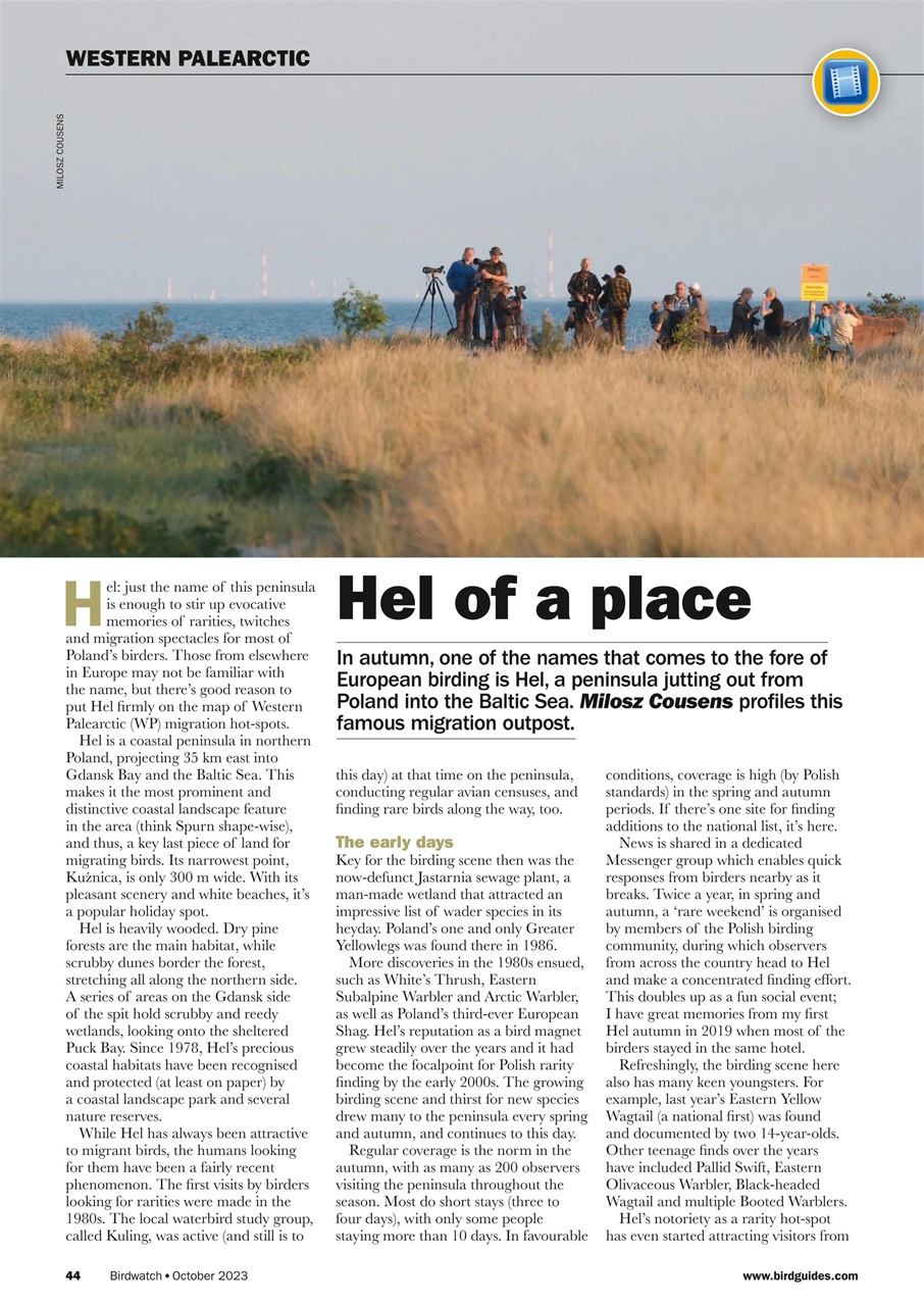 Birdwatch Magazine Preview Pages