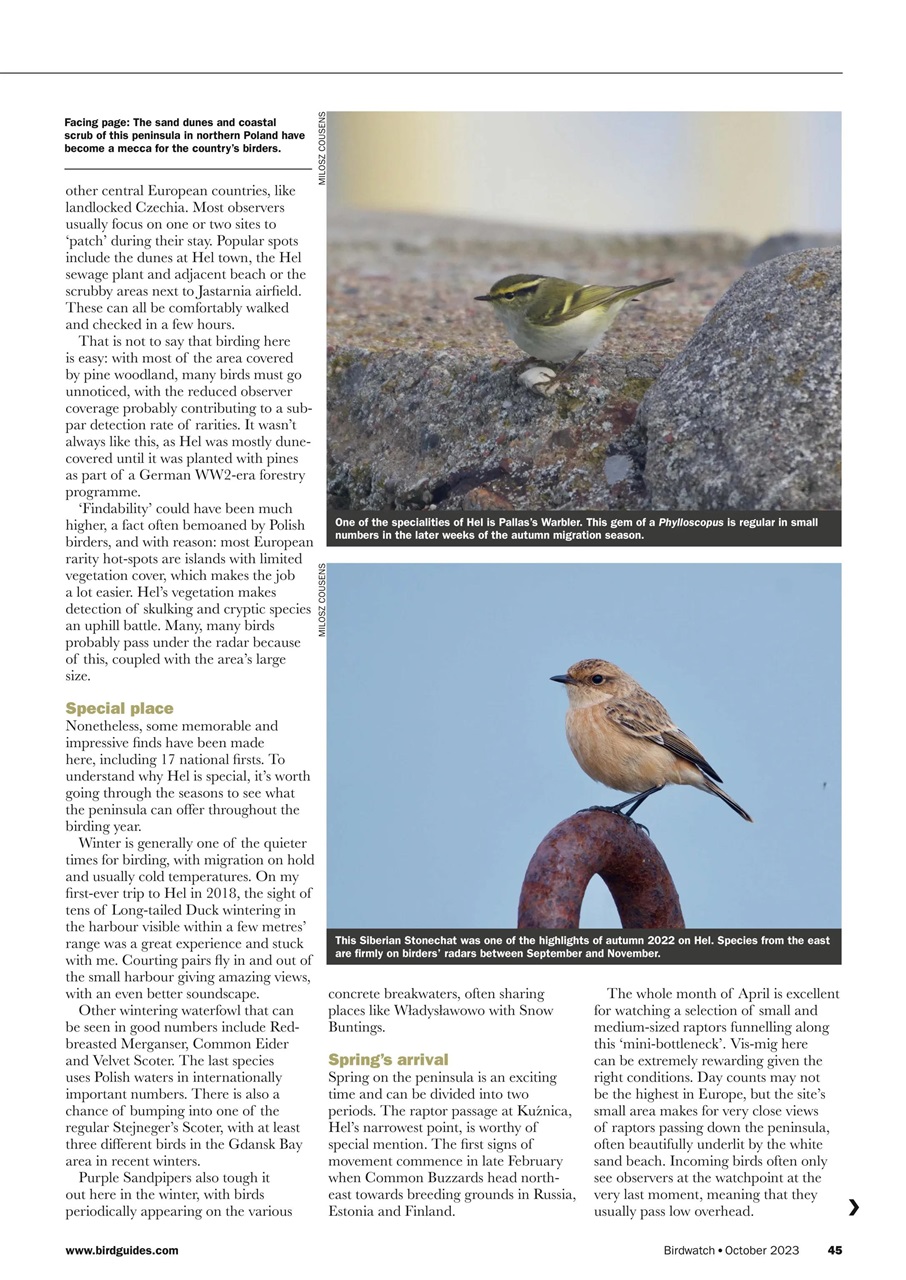 Birdwatch Magazine Preview Pages
