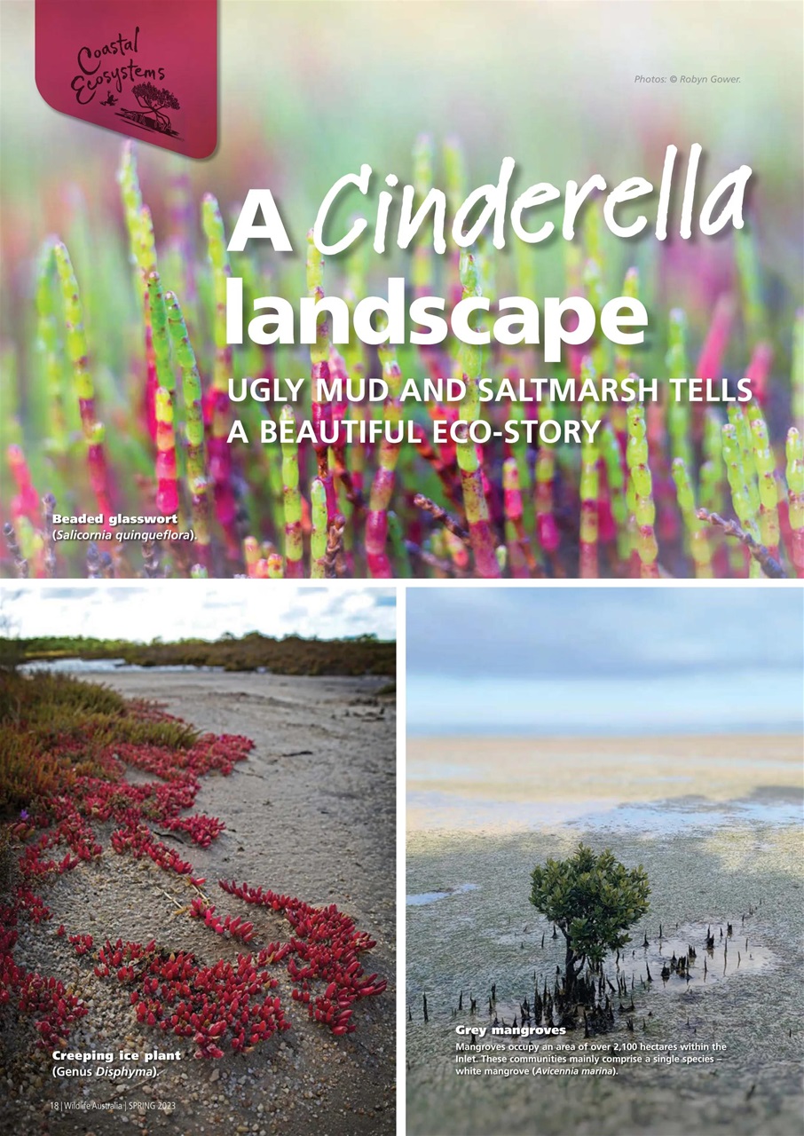 Wildlife Australia Preview Pages