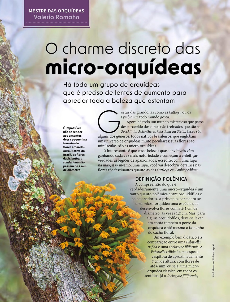 Natureza Preview Pages