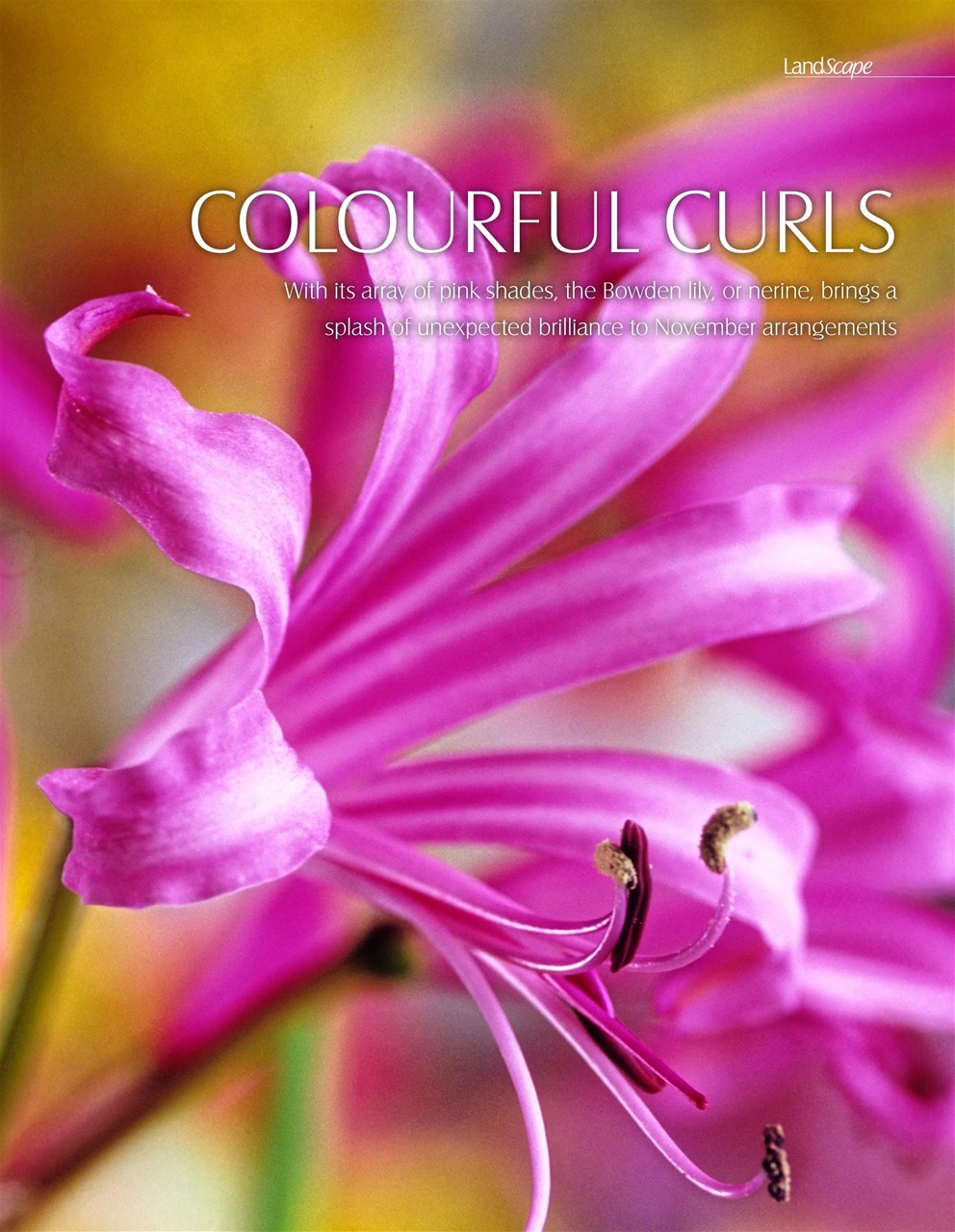 LandScape Preview Pages