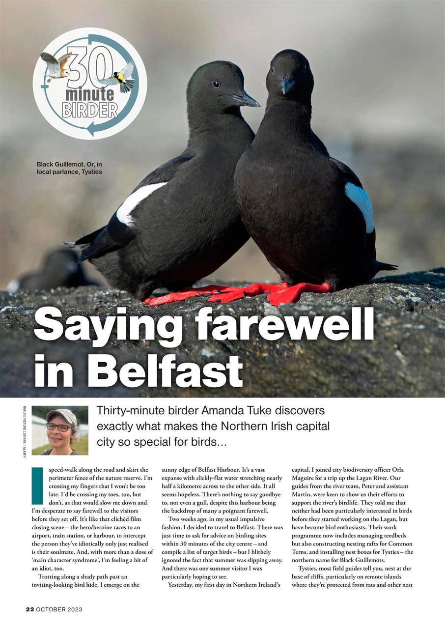Bird Watching Preview Pages
