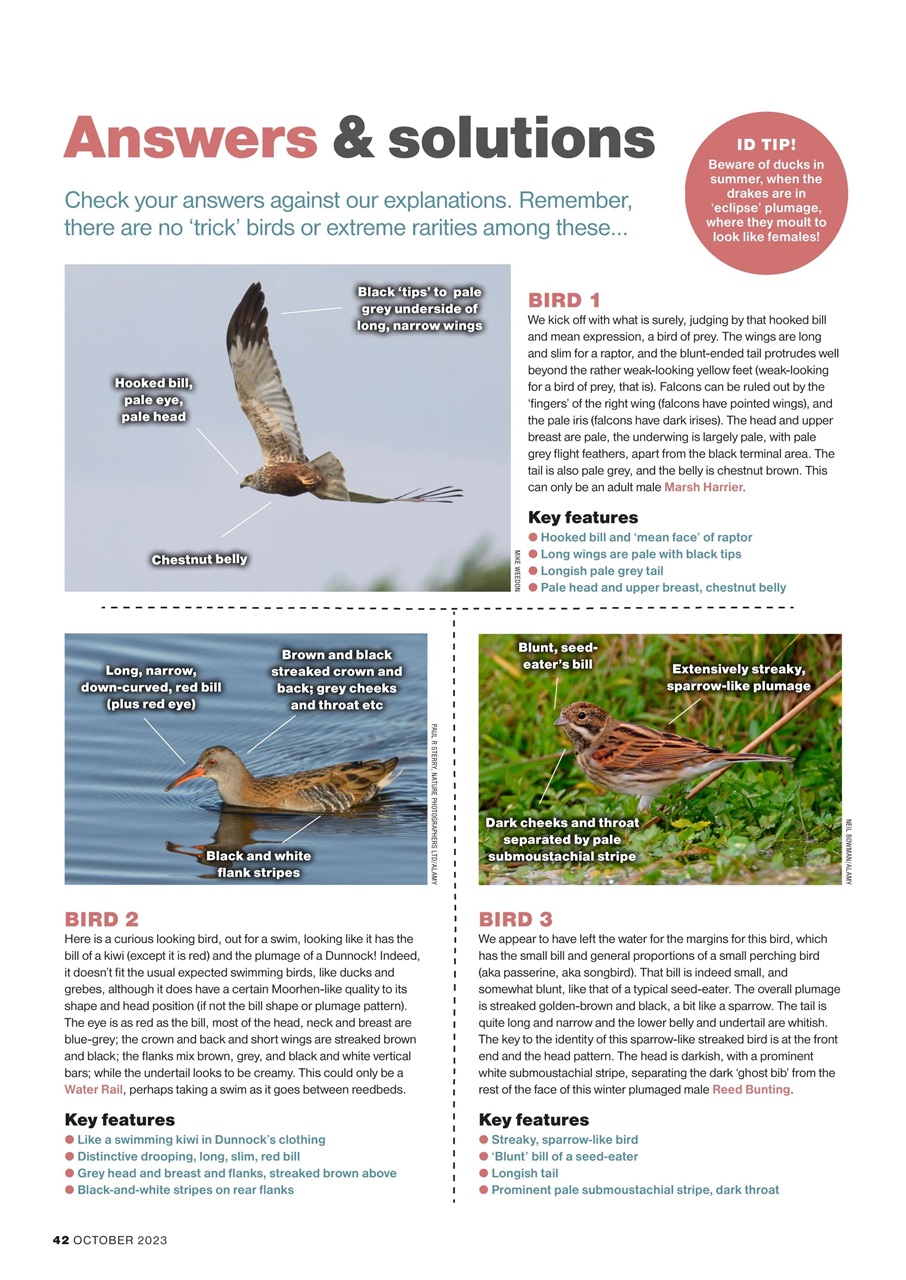 Bird Watching Preview Pages