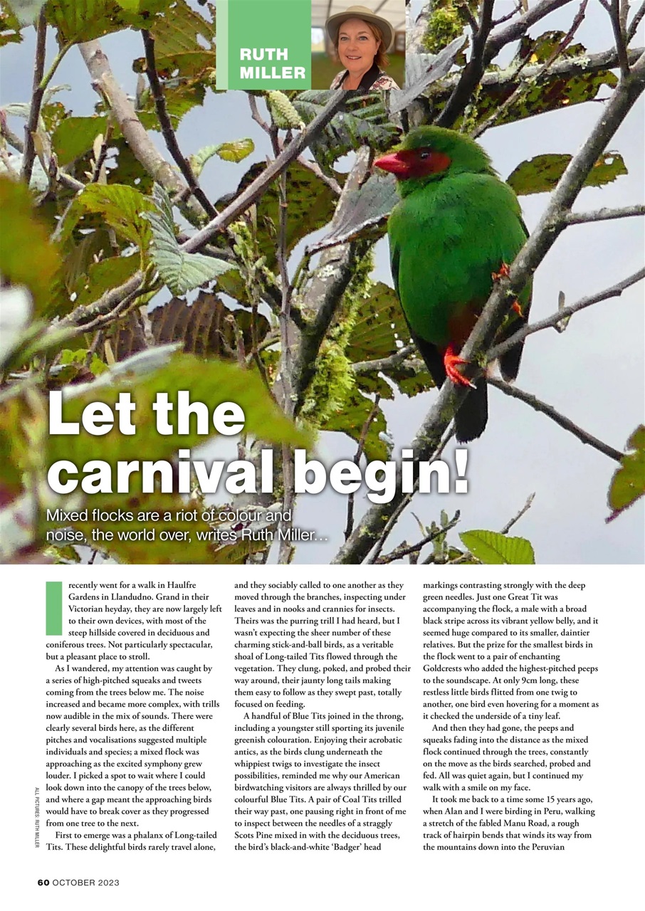 Bird Watching Preview Pages