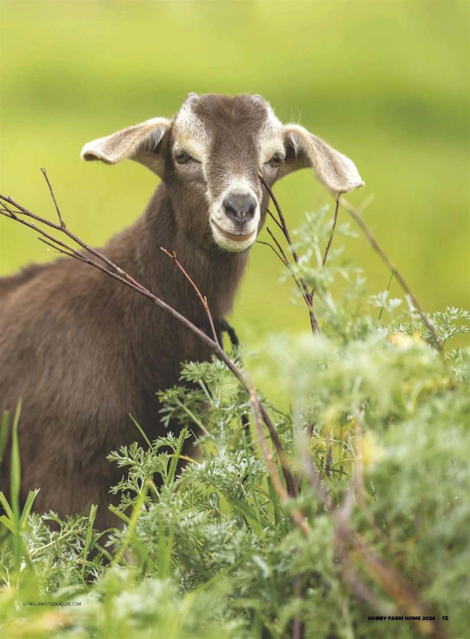 Hobby Farms Magazine Preview Pages