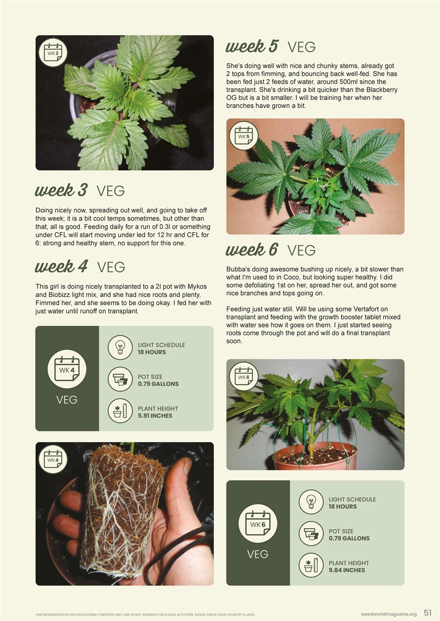 Weed World Preview Pages