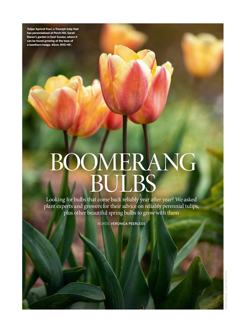 Gardens Illustrated Preview Pages