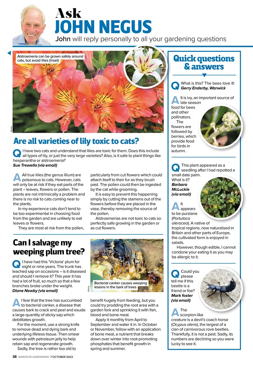 Amateur Gardening Preview Pages