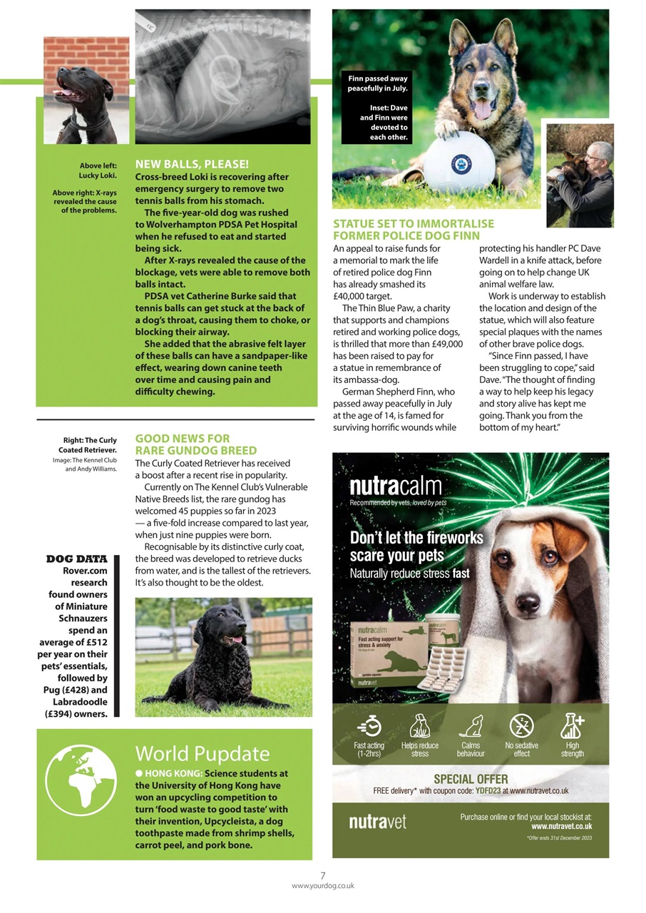 Your Dog Preview Pages
