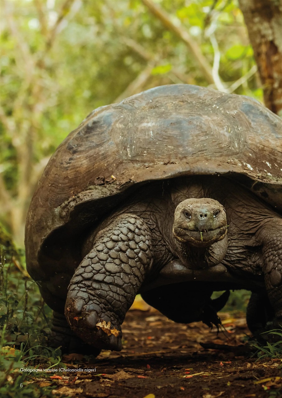 Exotics Keeper Preview Pages