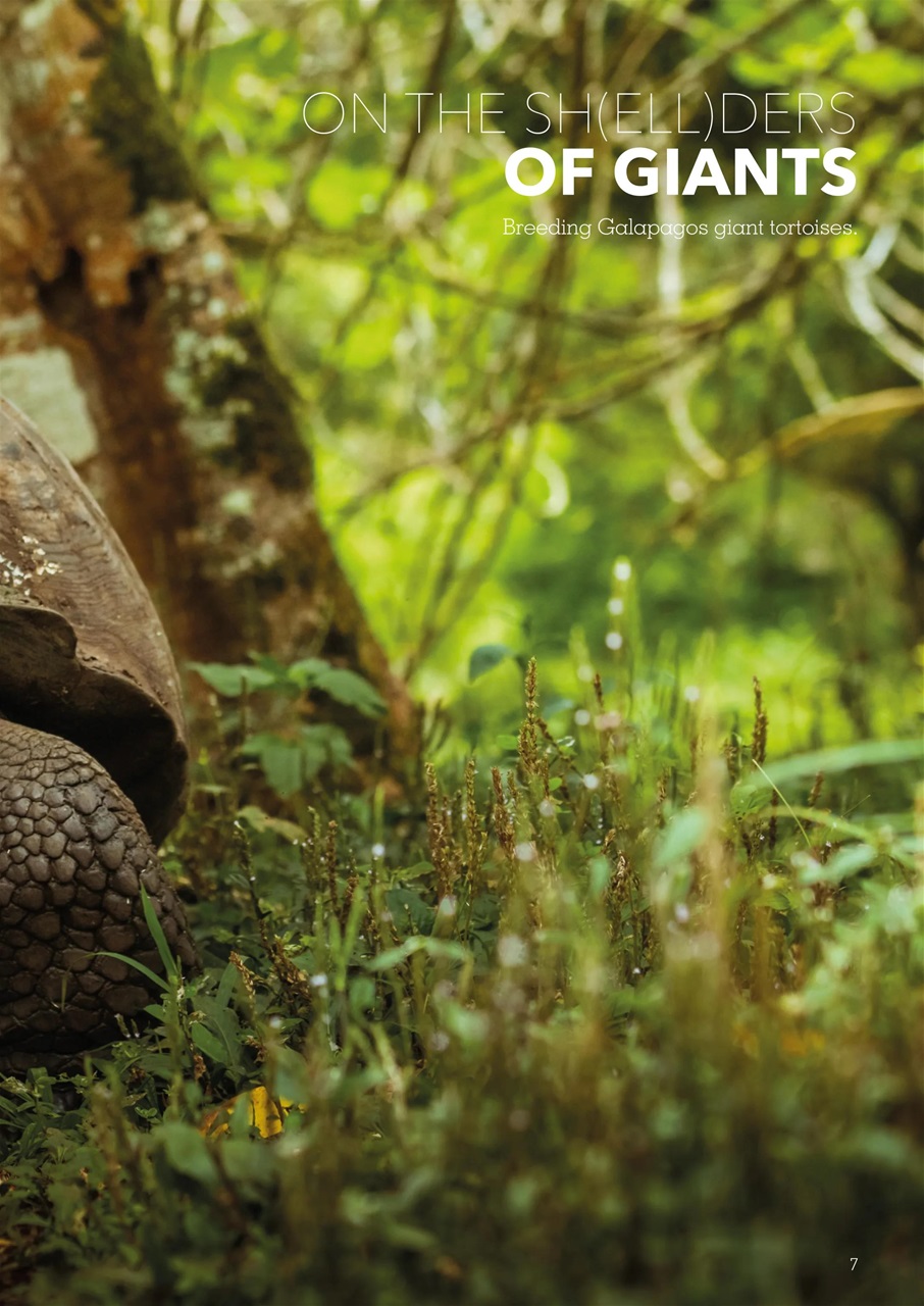 Exotics Keeper Preview Pages