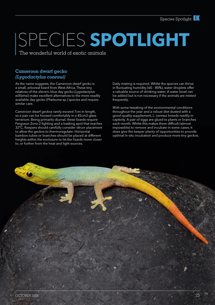 Exotics Keeper Preview Pages