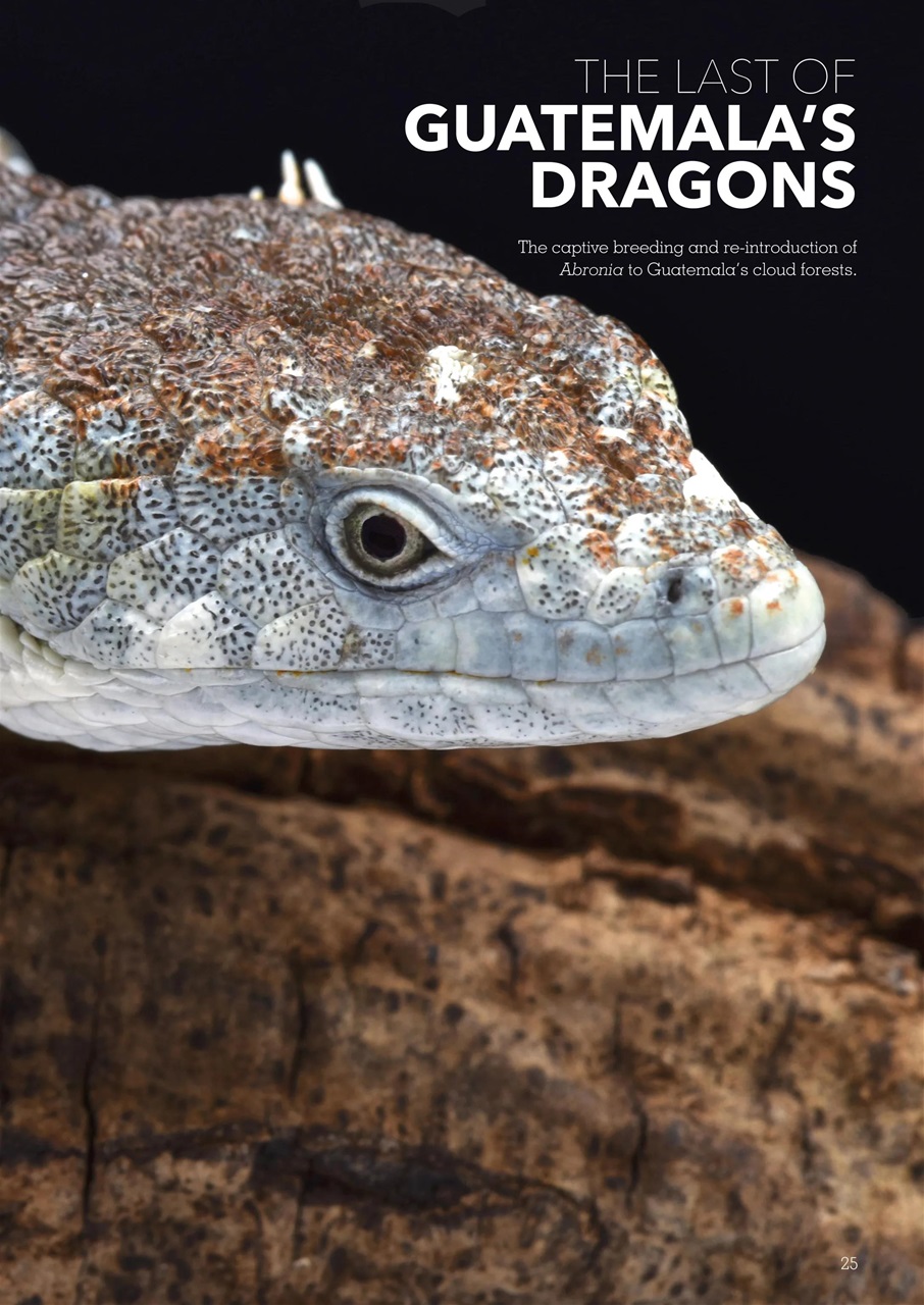 Exotics Keeper Preview Pages