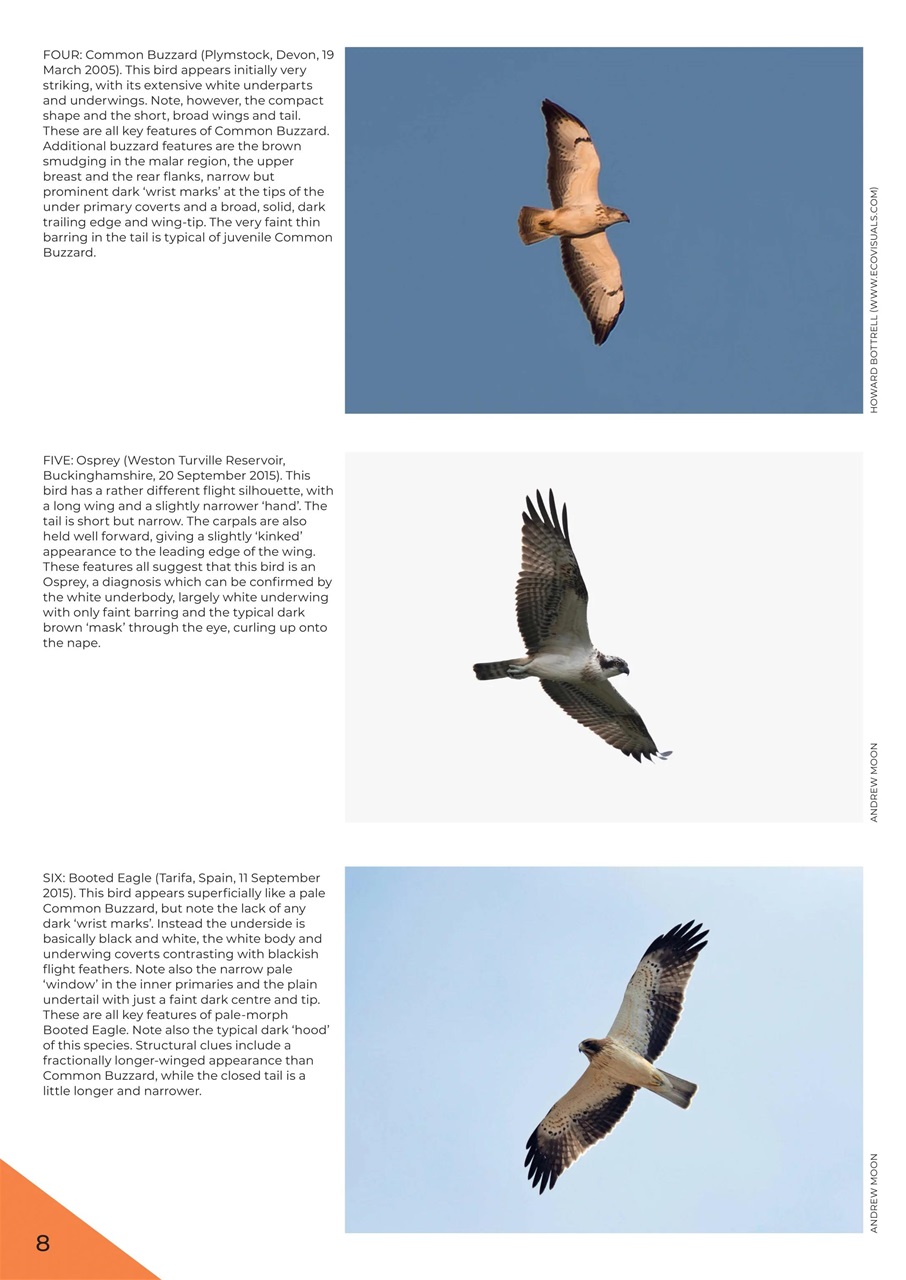 Bird ID Photo Guides Preview Pages