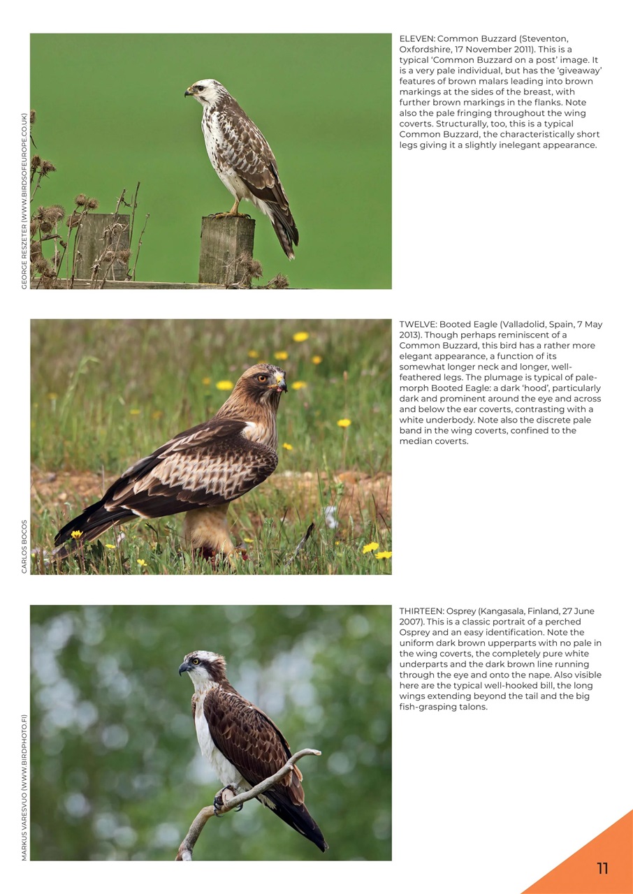 Bird ID Photo Guides Preview Pages