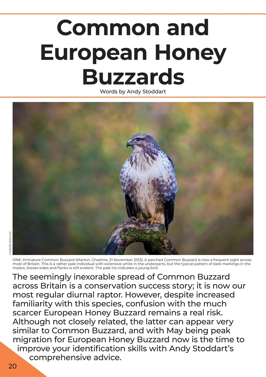 Bird ID Photo Guides Preview Pages