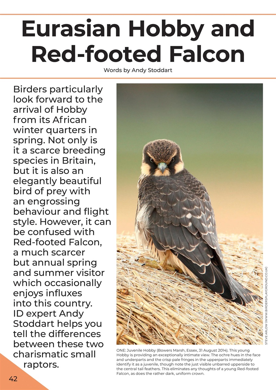 Birdwatch Magazine Preview Pages